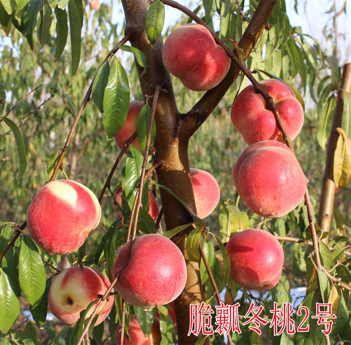 脆瓤冬桃2号 (3)