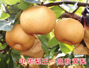 晚秋黄梨