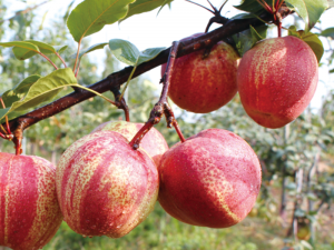 早酥红梨丰产状