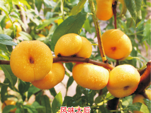 风味太后