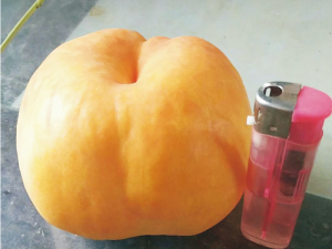 风味天后蟠桃