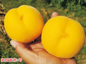 美国黄桃1号