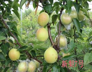 新梨7号