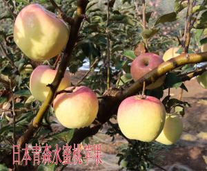 日本青森水蜜桃苹果